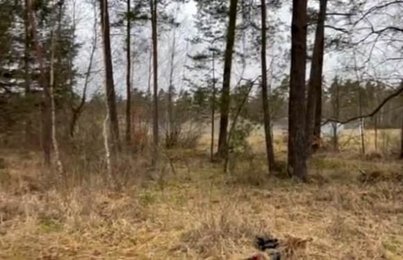 How many Ukrainian soldiers can you see hiding in the undergrowth?