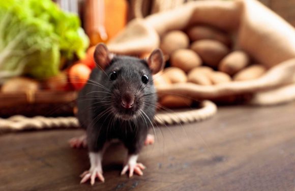 I'm a rat expert – here's how to keep vermin out of your house with a common kitchen staple | The Sun