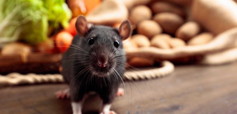 I'm a rat expert – here's how to keep vermin out of your house with a common kitchen staple | The Sun