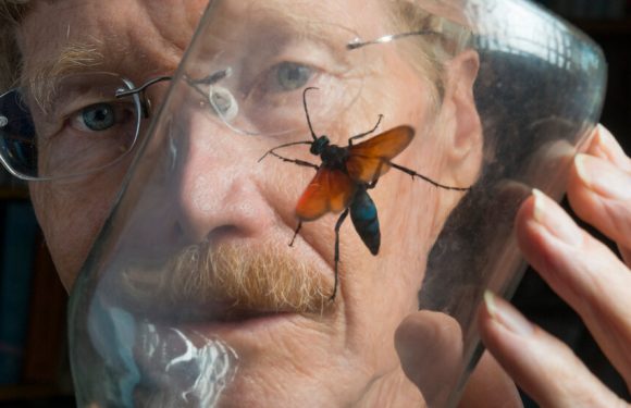 Justin O. Schmidt, Entomologist Known as ‘King of Sting,’ Dies at 75