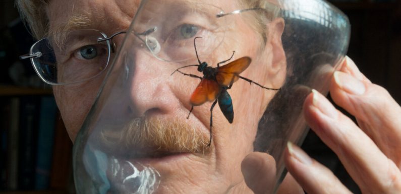Justin O. Schmidt, Entomologist Known as ‘King of Sting,’ Dies at 75