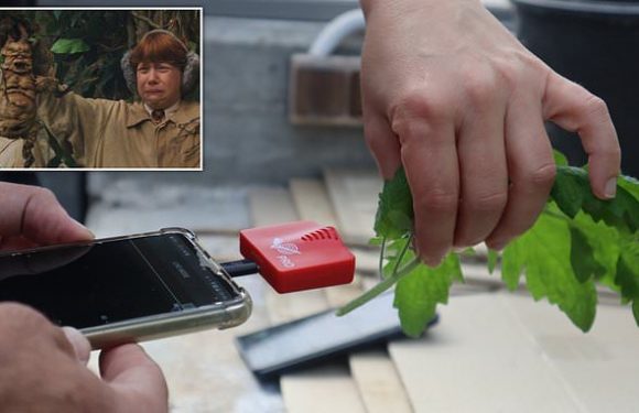 Look away now, vegans! Plants produce ALARM SOUNDS after being cut