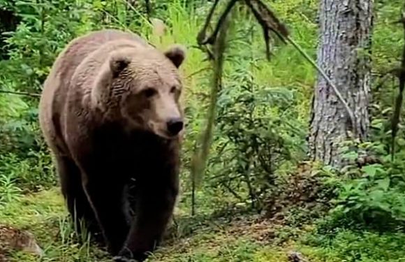 Moment couple come face to face with bears while hiking in Alaska