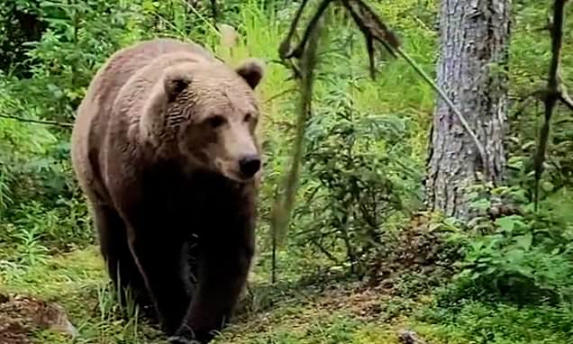 Moment couple come face to face with bears while hiking in Alaska