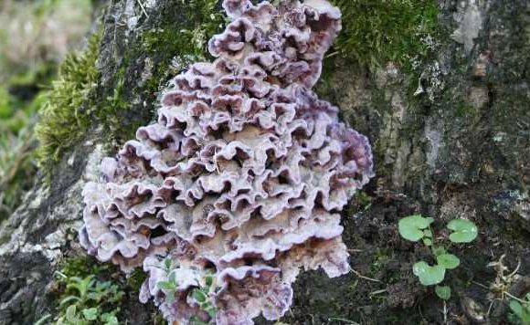 Mushroom hunter infected by killer plant fungus in world-first