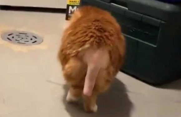 My pet went into surgery and got its tail shaved – people are in hysterics as it looks very X-rated | The Sun