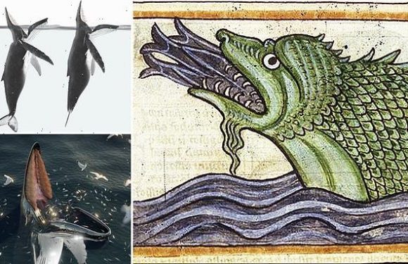 Norse sea monster myth was inspired by real whales