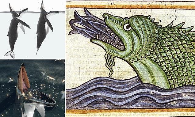 Norse sea monster myth was inspired by real whales