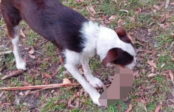 Pet owners blush as buzzing dog retrieves dildo during surprising game of fetch