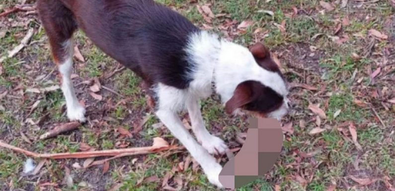 Pet owners blush as buzzing dog retrieves dildo during surprising game of fetch