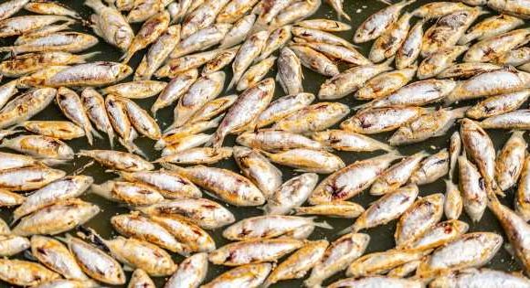 ‘Putrid’ smell as millions of dead fish float in river after extreme heat