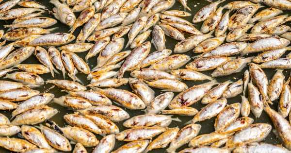 ‘Putrid’ smell as millions of dead fish float in river after extreme heat