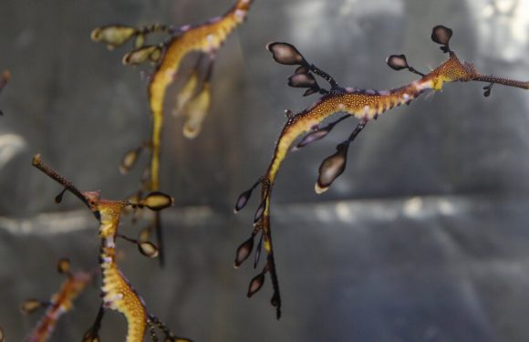 Scientists Breed Sea Dragons, but Not by the Seashore