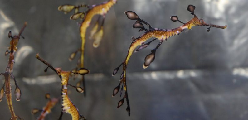 Scientists Breed Sea Dragons, but Not by the Seashore