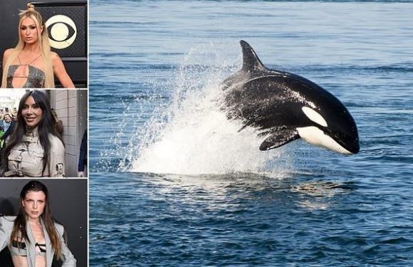 'Sexy' speaking technique used by Paris Hilton helps whales catch food