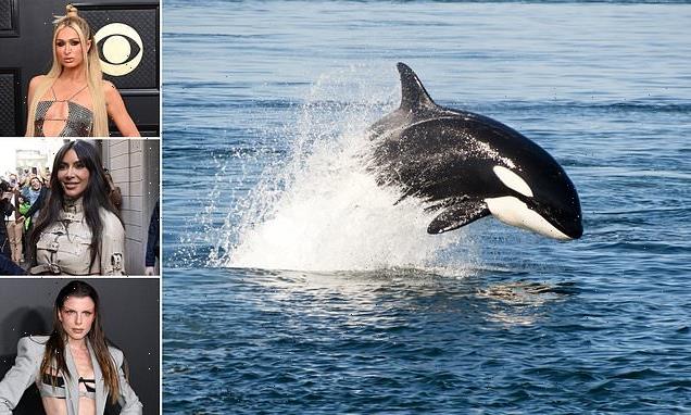 'Sexy' speaking technique used by Paris Hilton helps whales catch food