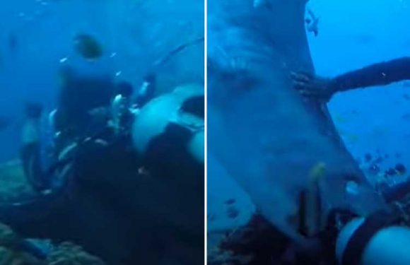 Shocking moment massive tiger shark dubbed ‘Big Mama’ chomps down on diver’s head before pals kick beast away | The Sun