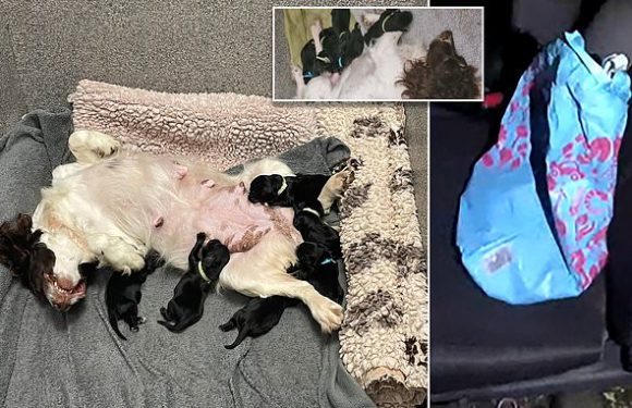 Six tiny blind cocker spaniel pups dumped in a bag saved by police
