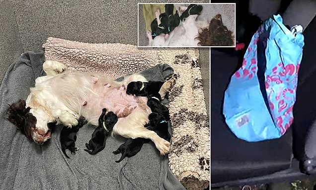 Six tiny blind cocker spaniel pups dumped in a bag saved by police