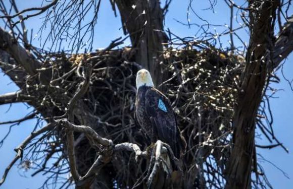 The American bald eagle population has quadrupled since 2009