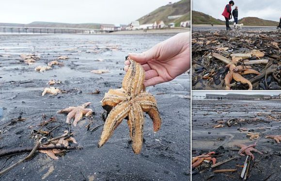 Thousands of dead and dying shellfish wash up on North Yorkshire beach