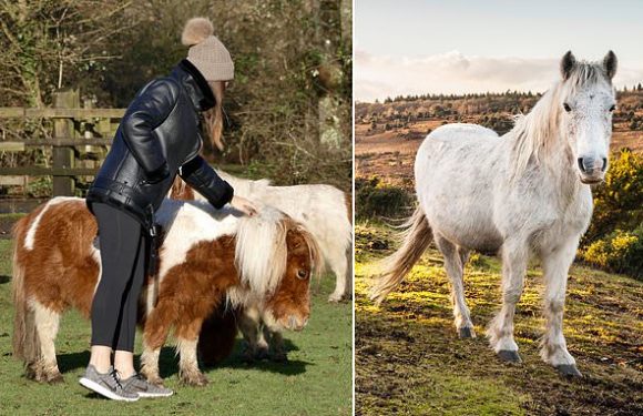 £1,000 fine for petting New Forest ponies as it makes them aggressive