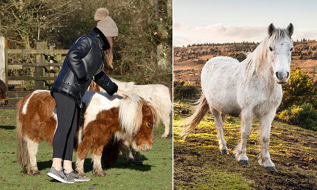£1,000 fine for petting New Forest ponies as it makes them aggressive
