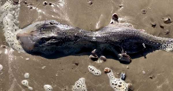 ‘Alien-like’ creature found on UK beach — even RSPCA have no clue what it is