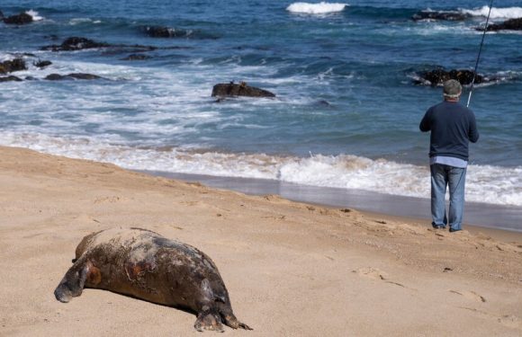 Bird Flu Sample from Chilean Man Showed Some Signs of Adaptation to Mammals