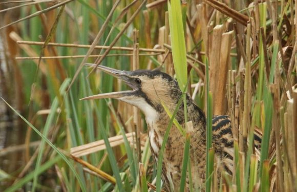 Britain’s ‘loudest bird’ booms again after decades of decline