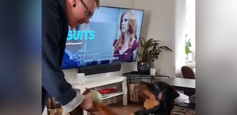 Dog only responds to owner’s boyfriend when he talks with accent