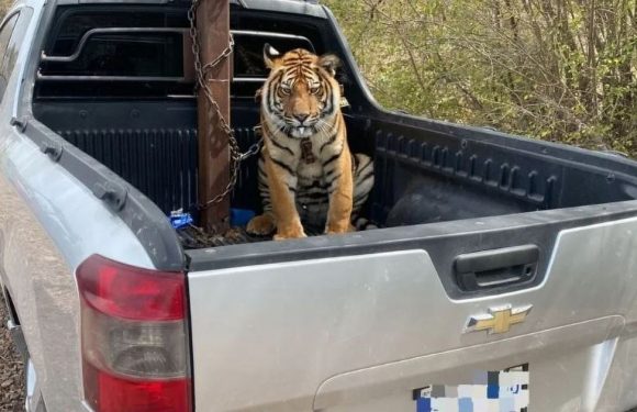 El Chapo’s former cartel abandons truck with terrifying tiger chained up in back