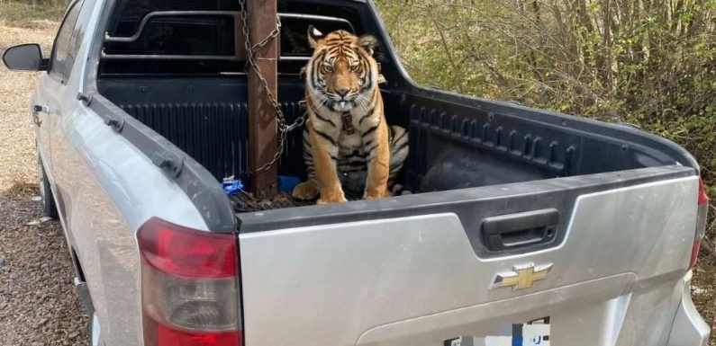 El Chapo’s former cartel abandons truck with terrifying tiger chained up in back