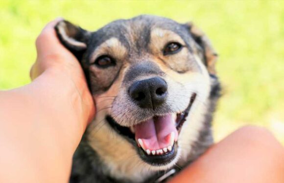 I’m a pet expert – the reason you should never ignore your dog’s itchy ears, and five other worrying signs | The Sun