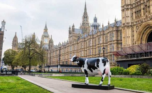 Life-sized ‘cow lamp’ appears outside Houses of Parliament