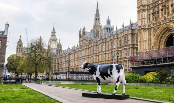 Life-sized ‘cow lamp’ appears outside Houses of Parliament