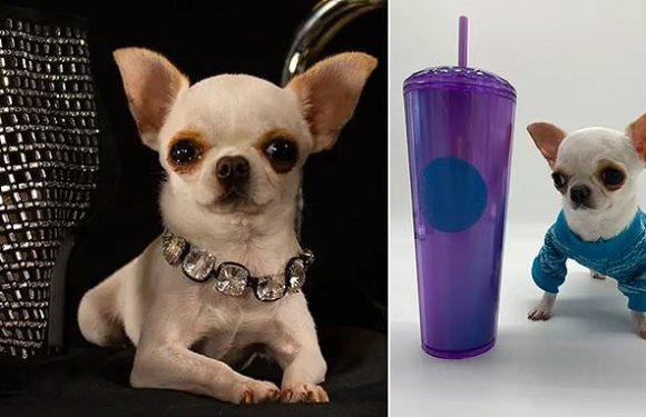 Meet the world's SHORTEST dog! Chihuahua named Pearl claims the record