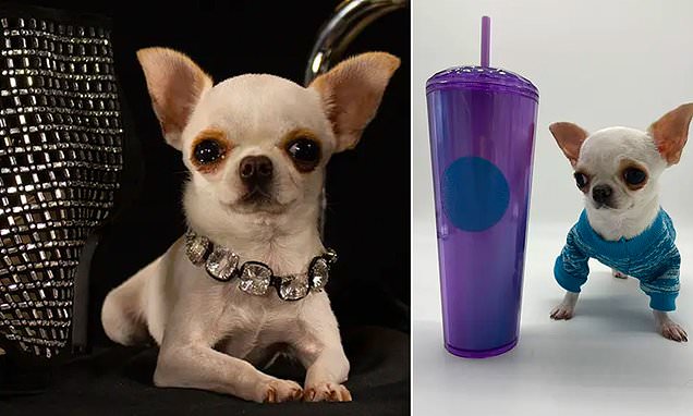 Meet the world's SHORTEST dog! Chihuahua named Pearl claims the record