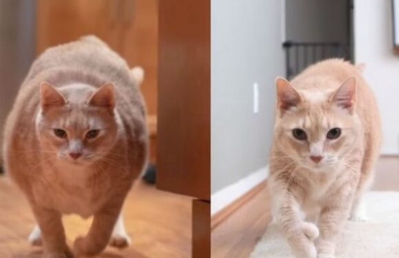 ‘Morbidly obese’ cat ‘unrecognisable’ after losing stone and toning chubby belly