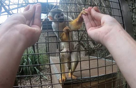 Sleight-of-hand magic trick only fools monkeys with opposable thumbs