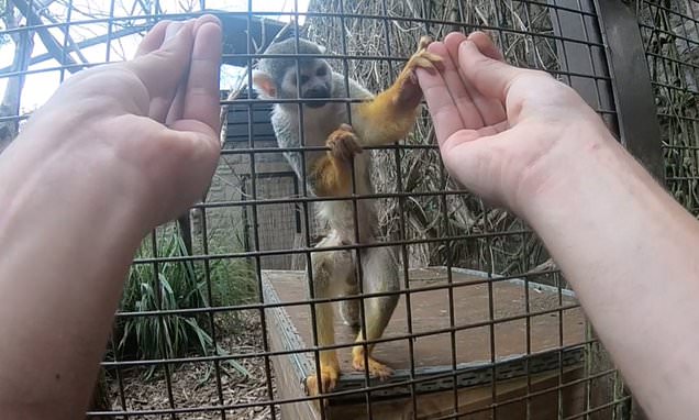 Sleight-of-hand magic trick only fools monkeys with opposable thumbs