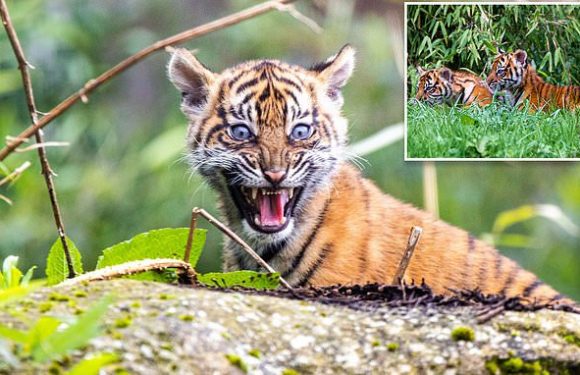 Sumatran tiger cub TWINS emerge from their den for the first time