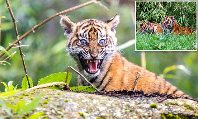 Sumatran tiger cub TWINS emerge from their den for the first time