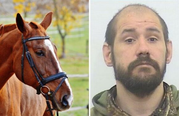 Twisted man spotted by stunned cops having ‘sexual contact’ with horse in field