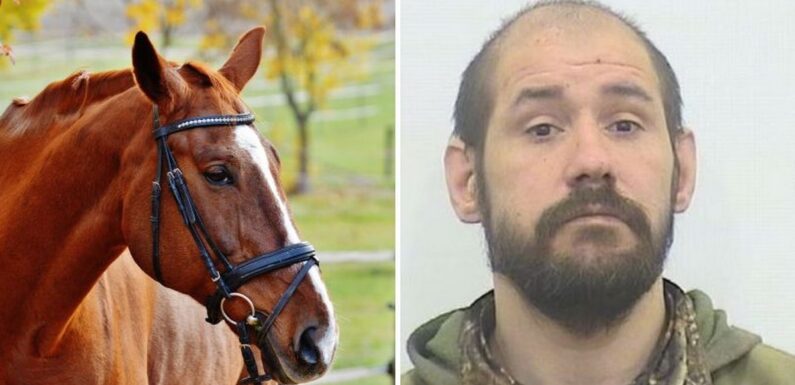 Twisted man spotted by stunned cops having ‘sexual contact’ with horse in field
