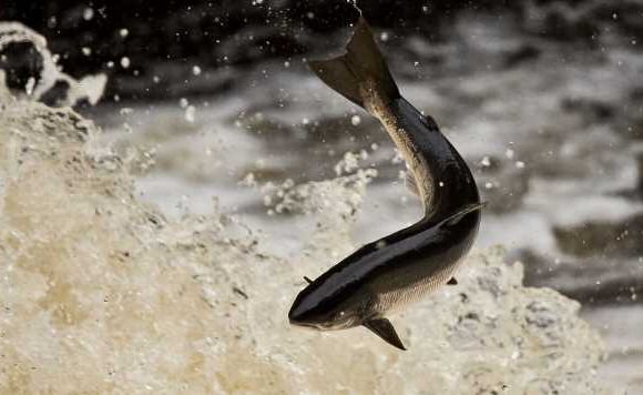 UK’s polluted rivers cause migrating salmon to ‘fall at last hurdle’