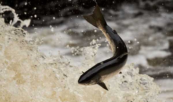 UK’s polluted rivers cause migrating salmon to ‘fall at last hurdle’