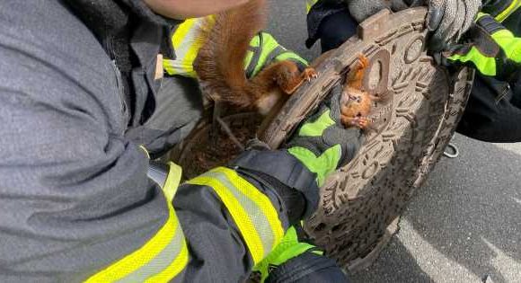 ‘Uncooperative’ stuck squirrel freed four years after identical incident