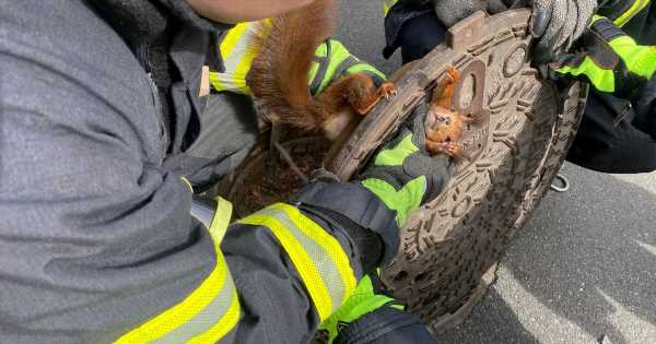 ‘Uncooperative’ stuck squirrel freed four years after identical incident