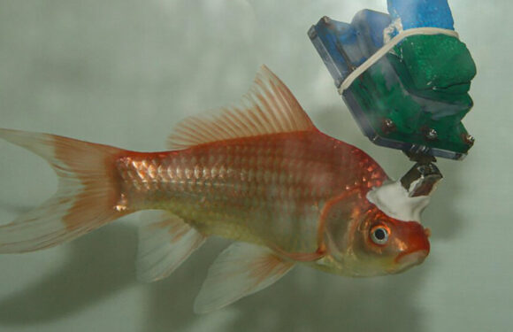 Why Researchers Turned This Goldfish Into a Cyborg